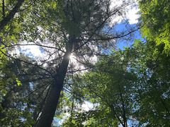 -五营红松林海景区