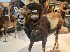 -陕西自然博物馆