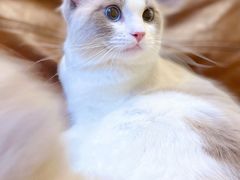-佐罗家宠物馆·猫文化馆(紫霞路店)