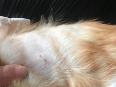 -纳吉亚猫专科动物医院博雅分院