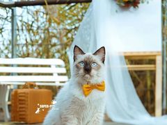 -超宠爱宠物摄影-Super pet