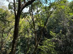 -上海佘山国家森林公园天马山园