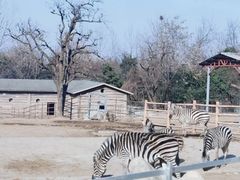 -西安秦岭野生动物园