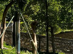 -卧龙中华大熊猫苑神树坪基地