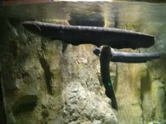 电鳗，会放电的鱼-多彩贵州城极地海洋世界