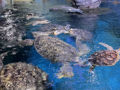 -烟台海昌鲸鲨海洋公园