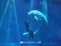 -芜湖新华联大白鲸海洋公园