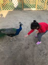 -萌宠亲子动物乐园(槐房万达店)