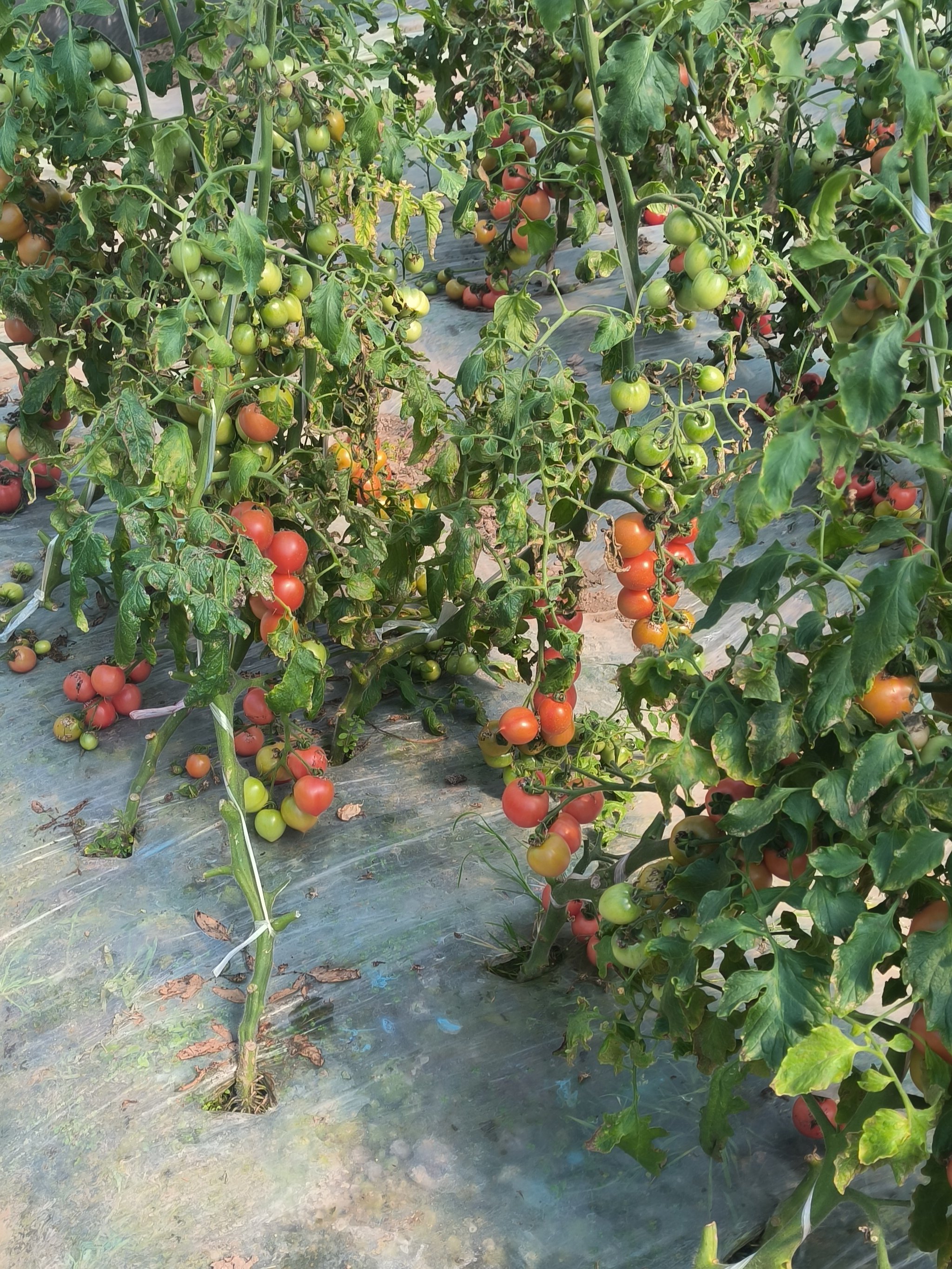 亲手采摘 番茄园