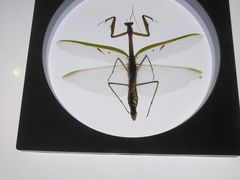 -上海昆虫博物馆