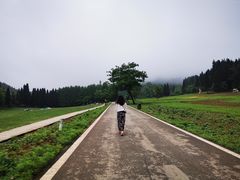 -武陵山森林公园