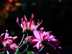 -共青国家森林公园-南大门停车场