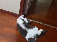 -美联众合动物医院·24h京西诊疗中心