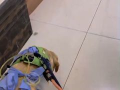 -美联众合动物医院·24h转诊中心