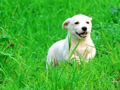 -安德鲁户外烧烤帐篷营地(马泉营店)