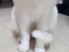 -老殷锅仔