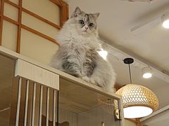 -Let's go狗咖·猫咖·奶狗·桌游(春熙路IFS店)