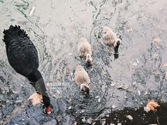 -扬州大运河文化旅游度假区·盆景园
