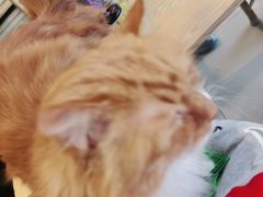 -平行世界·猫咖(首经贸店)