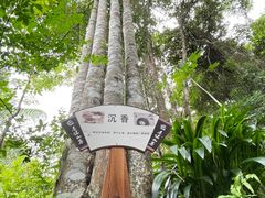 -西双版纳基诺山寨