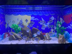 -烟台海昌鲸鲨海洋公园