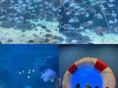 -烟台海昌鲸鲨海洋公园