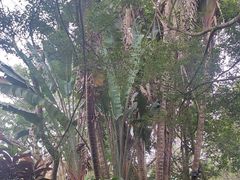 -海南热带野生动植物园
