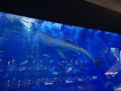 -成都浩海立方海洋公园