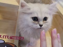 -爪爪喵星球·猫舍(前海卓越店)