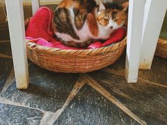 -Anne猫窝咖啡屋