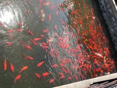 -石家庄市植物园