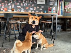 -柴犬高等学院·狗咖·柴犬售卖·宠物训练