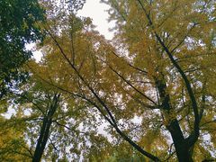 -紫金山山顶公园