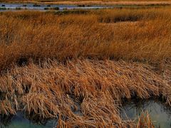 -野鸭湖国家湿地公园