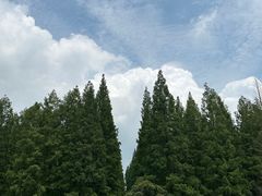-东平国家森林公园