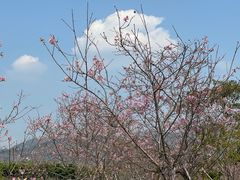 -天适樱花悠乐园