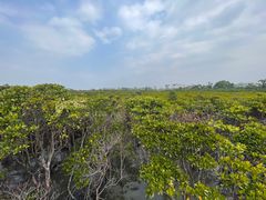 -东寨港红树林旅游区