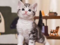 -小猫来了·猫舍(红山六九七九店)