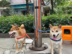 -修记牛杂店(同华东一路店)