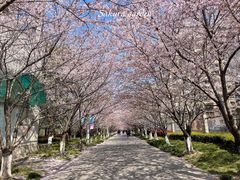 -高东镇樱花园