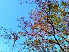 -王顺山国家森林公园