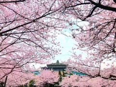 -武汉大学-樱园