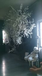 DSC_0526-麦莎MA3A摄影工作室(美兰金邸店)