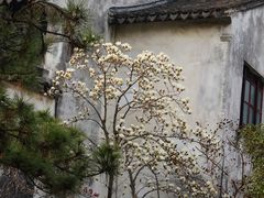 -耦园