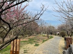 -香雪海