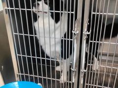 -宠福鑫康馨动物医院·骨科·眼科