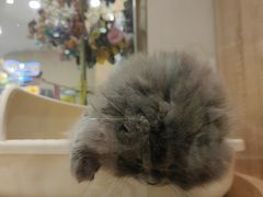 -BABIT巴比特宠物(MOMOPARK店)