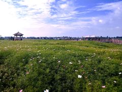 -空港花田景区