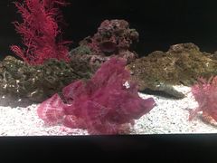 -暹罗海洋世界