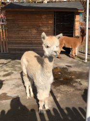 -萌宠亲子动物乐园(槐房万达店)